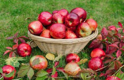 Марин Михалап - Деревенский секрет, который позволит получить больше яблок: чем нужно опрыскать цветочки во время цветения - belnovosti.by