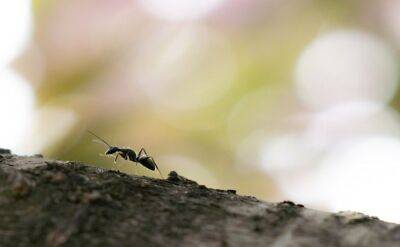 Светлана Протас - Как избавиться от муравьев быстро и без химии: убегают прочь вместе с потомством - belnovosti.by