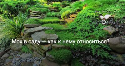 Мох в саду — как к нему относиться? - botanichka.ru