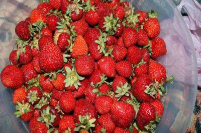 Чем подкормить клубнику в начале лета: хитрая подкормка для сладких и крупных ягод - belnovosti.by