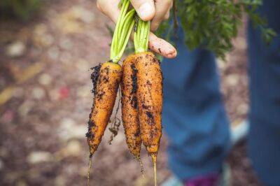 Как вырастить идеальную морковь: 6 ключевых советов - belnovosti.by