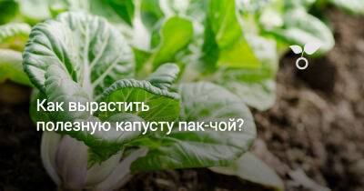 Как вырастить полезную капусту пак-чой? - botanichka.ru - Китай - Япония - Голландия - Корея