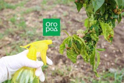Как только отцвели деревья: защита сада от вредителей - ogorod.ru