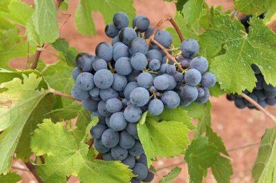 Как избежать горошения ягод винограда: досадная ошибка, которую допускают огородники - belnovosti.by