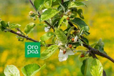 Чем обработать яблони от цветоеда весной: сроки и средства - ogorod.ru