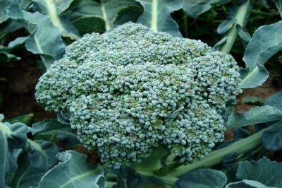 Игорь Зур - 9 растений, рядом с которыми нужно посадить брокколи, чтобы капуста не болела и набирала силу - belnovosti.by