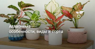 Аглаонема — особенности ухода, виды и сорта - botanichka.ru