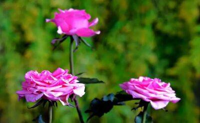 Елен Гутыро - Копеечное средство, чтобы эффективно омолодить розы на клумбе: будут не цветы, а сплошное загляденье - belnovosti.by