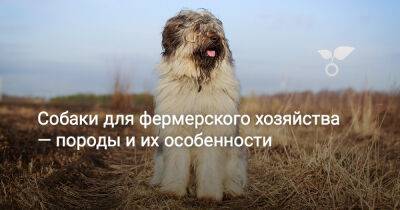 Собаки для фермерского хозяйства — породы и их особенности - botanichka.ru