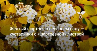 Жёлтый шартрез в весеннем саду — кустарники с «шартрезной» листвой - botanichka.ru