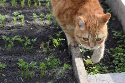 Растения против кошек: как отвадить кошек от участка - belnovosti.by