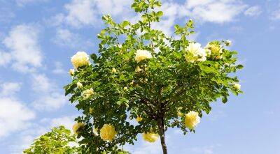 Как правильно посадить штамбовую розу в саду, чтобы она долго и красиво цвела? - supersadovnik.ru