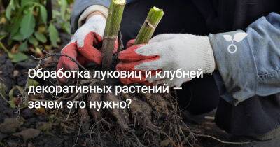 Обработка луковиц и клубней декоративных растений — зачем это нужно? - botanichka.ru