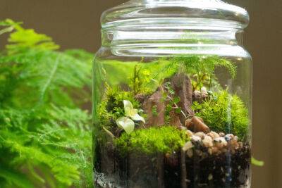 Флорариум, или экосистема — миниатюрный сад в бутылке - botanichka.ru - Англия