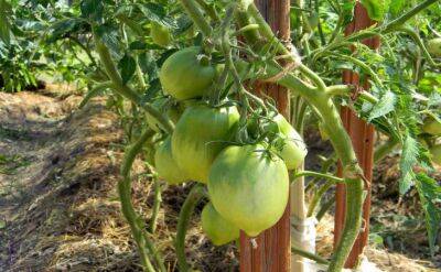 Светлана Протас - Чем заправить лунки под томаты, чтобы на весь сезон забыть о подкормках и урожай собирать вёдрами - belnovosti.by