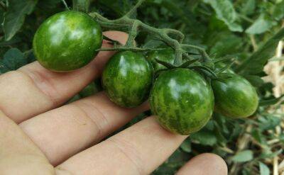 Светлана Протас - 3 подкормки, которые помидоры обожают после пересадки на грядки: томаты завалят урожаем - belnovosti.by
