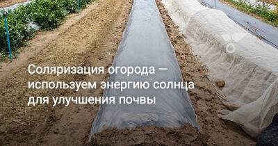 Соляризация огорода — используем энергию солнца для улучшения почвы - botanichka.ru