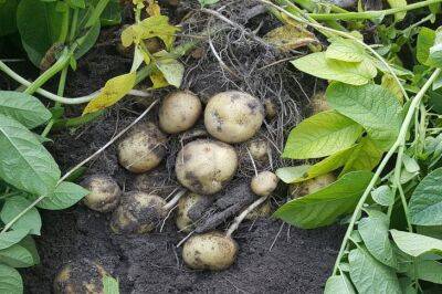 Картофельные правила, которые соблюдают настоящие огородники: урожай у них всегда на славу - belnovosti.by - Россия - Белоруссия