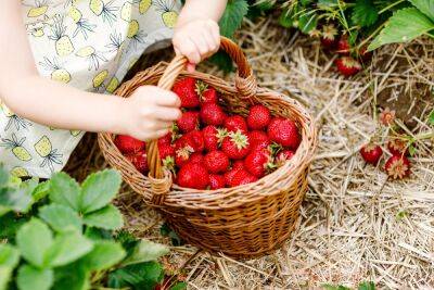 Как вырастить сладкую клубнику: 5 секретов ягоды, как в детстве - ogorod.ru