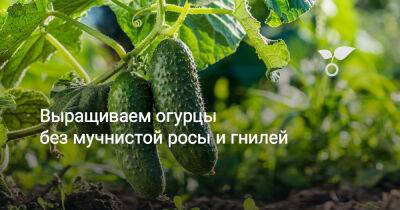 Выращиваем огурцы без мучнистой росы и гнилей - botanichka.ru