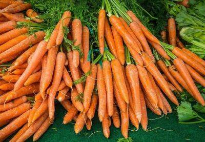 Ольга Котова - Какая ошибка при уходе за морковью становится причиной прекращения роста корнеплода - belnovosti.by