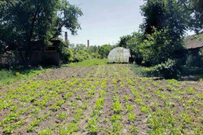 Как увеличить урожай картофеля в 3 раза: совет опытного фермера - belnovosti.by