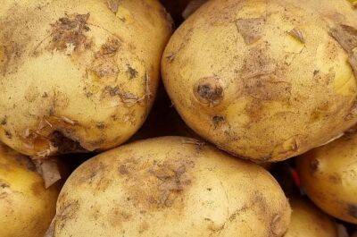 Рекордный урожай картофеля обеспечен благодаря этой подкормке: готовится за минуту - belnovosti.by