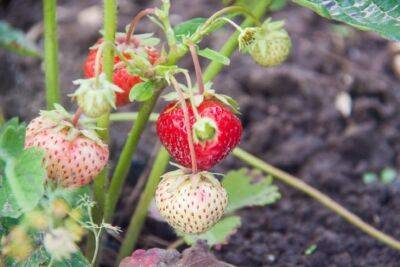 Секретная подкормка для бурного плодоношения клубники: устанете собирать ягоды - belnovosti.by