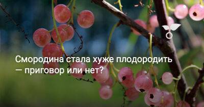 Смородина стала хуже плодородить — приговор или нет? - botanichka.ru