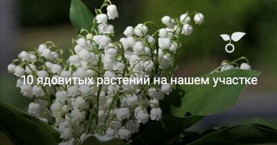 10 ядовитых растений на нашем участке - botanichka.ru