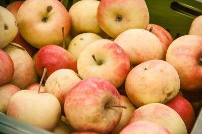Не выкидывайте гнилые яблоки и падалицу: как их использовать с пользой для огорода и сада - belnovosti.by