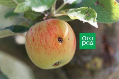 Чем обработать яблони от плодожорки: сроки и средства - ogorod.ru
