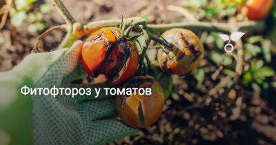 Фитофтороз у томатов - botanichka.ru