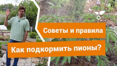 Как подкармливать пионы перед цветением и течение всего сезона? - botanichka.ru