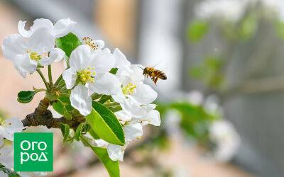 Пчел не видно: оставят ли холодная весна и начало лета нас без урожая - ogorod.ru