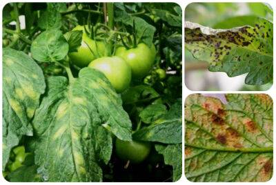 Лечение кладоспориоза томатов – описание болезни, причин возникновения и профилактики