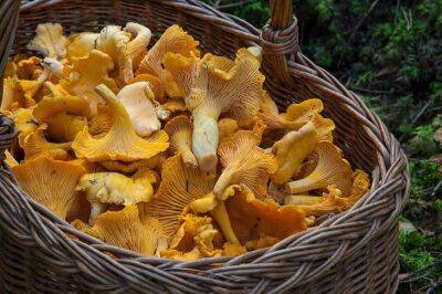 Как посадить лесные грибы во дворе или на дачном участке: урожайная грибница в домашних условиях - belnovosti.by