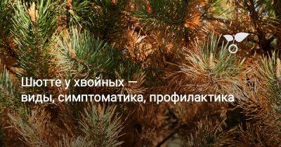 Шютте у хвойных — виды, симптоматика, профилактика - botanichka.ru