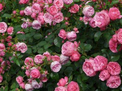 Секреты подкормки роз, которые помогут добиться пышного цветения - belnovosti.by