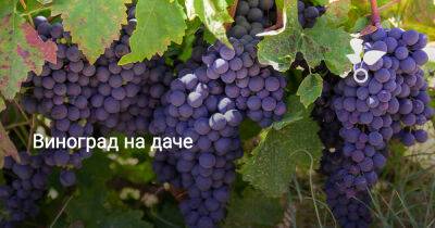 Виноград на даче - botanichka.ru - г. Виноград