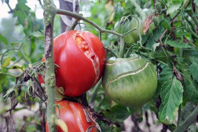 Почему растрескиваются томаты и что с этим делать? - botanichka.ru
