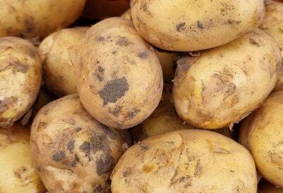 5 простых хитростей для получения удивительно большого урожая картофеля: советы бывалых дачников - belnovosti.by