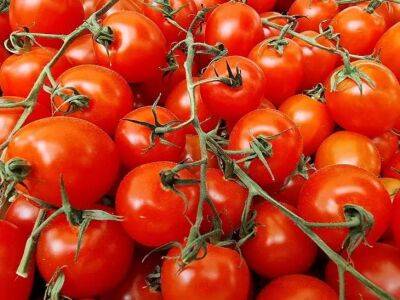 Елен Гутыро - Чем опрыскивать томаты в июле, чтобы росли как на дрожжах, не трескались и быстро краснели - belnovosti.by