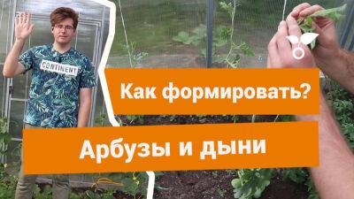 Как формировать арбузы и дыни в теплице? - botanichka.ru