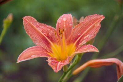 Чем подкормить лилии в июне для пышного, обильного и долгого цветения - belnovosti.by