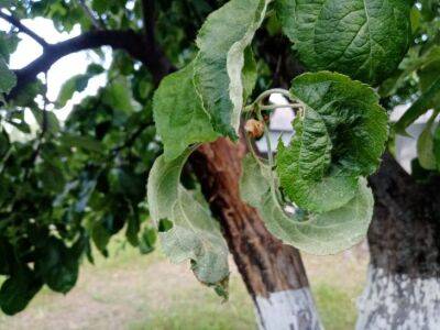 Секреты защиты яблони и груши от вредителей: как сберечь плодовый сад и сохранить урожай - belnovosti.by