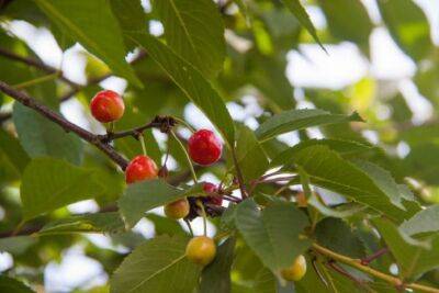 Почему у вишни осыпаются незрелые плоды: что нужно срочно сделать - belnovosti.by