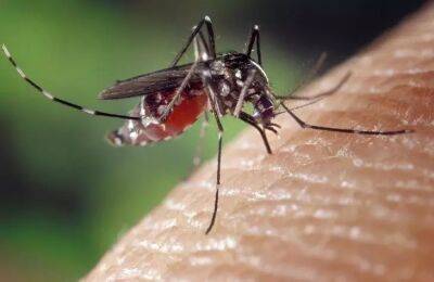 Как избавиться от комаров на участке и дома: 8 проверенных способов, которые помогут - belnovosti.by