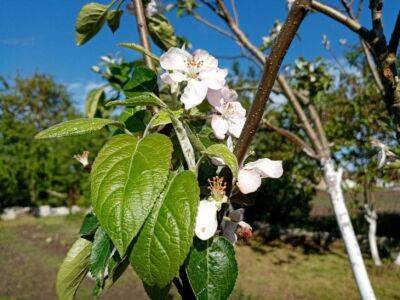 6 способов, которые помогут избавиться от лишайника и мха на плодовых деревьях на даче - belnovosti.by