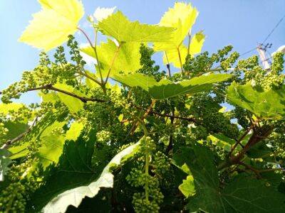 Сажайте виноград только так: секрет посадки опытных виноградарей - belnovosti.by - г. Виноград